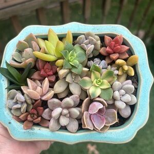 Colorful Succulent cuttings